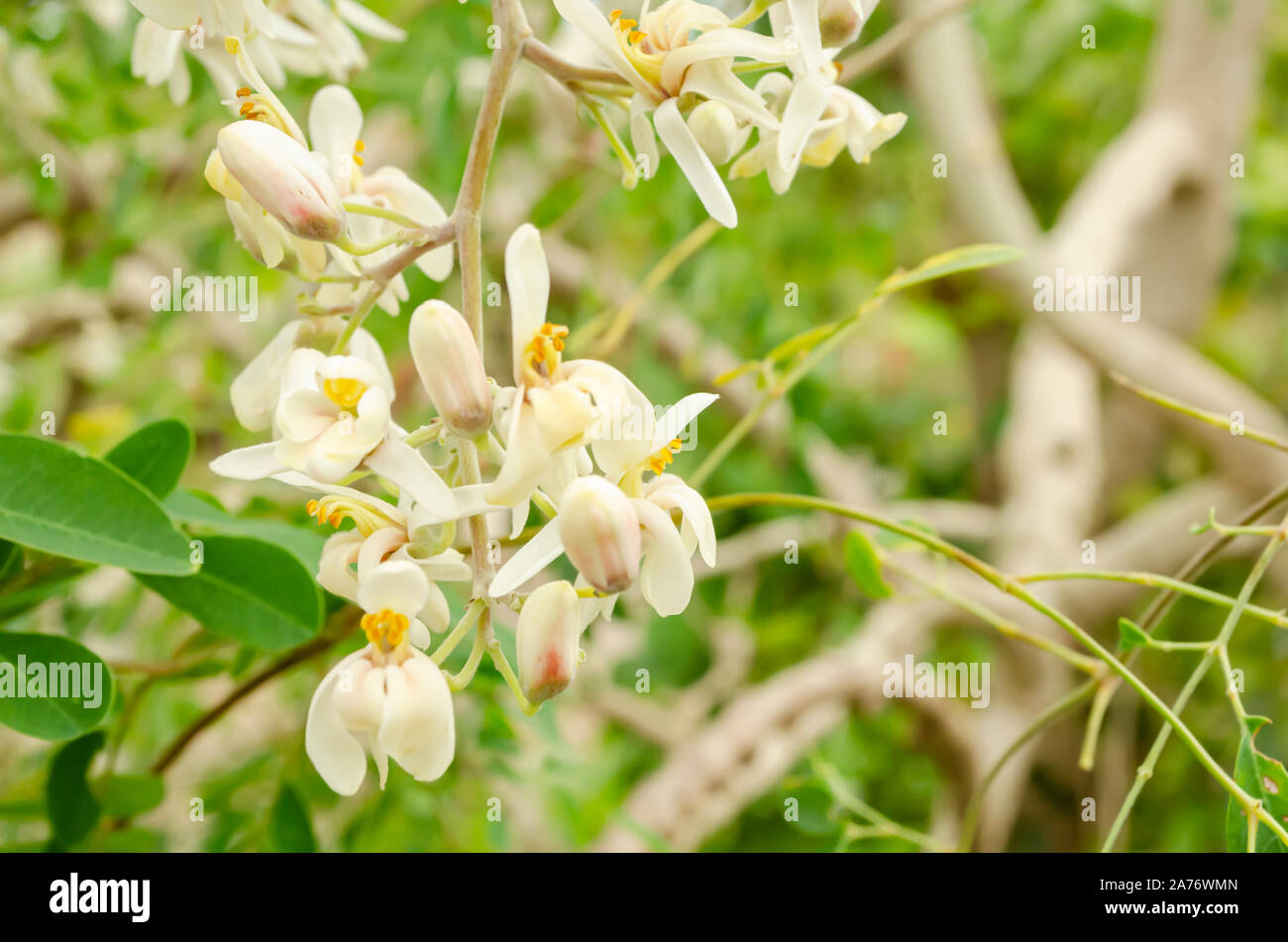 Moringa Blüten Stockfoto
