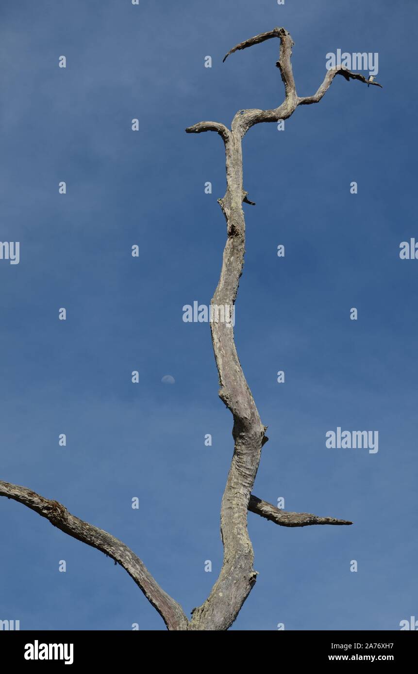 Klimaextreme Tötung australischen Bäume Stockfoto