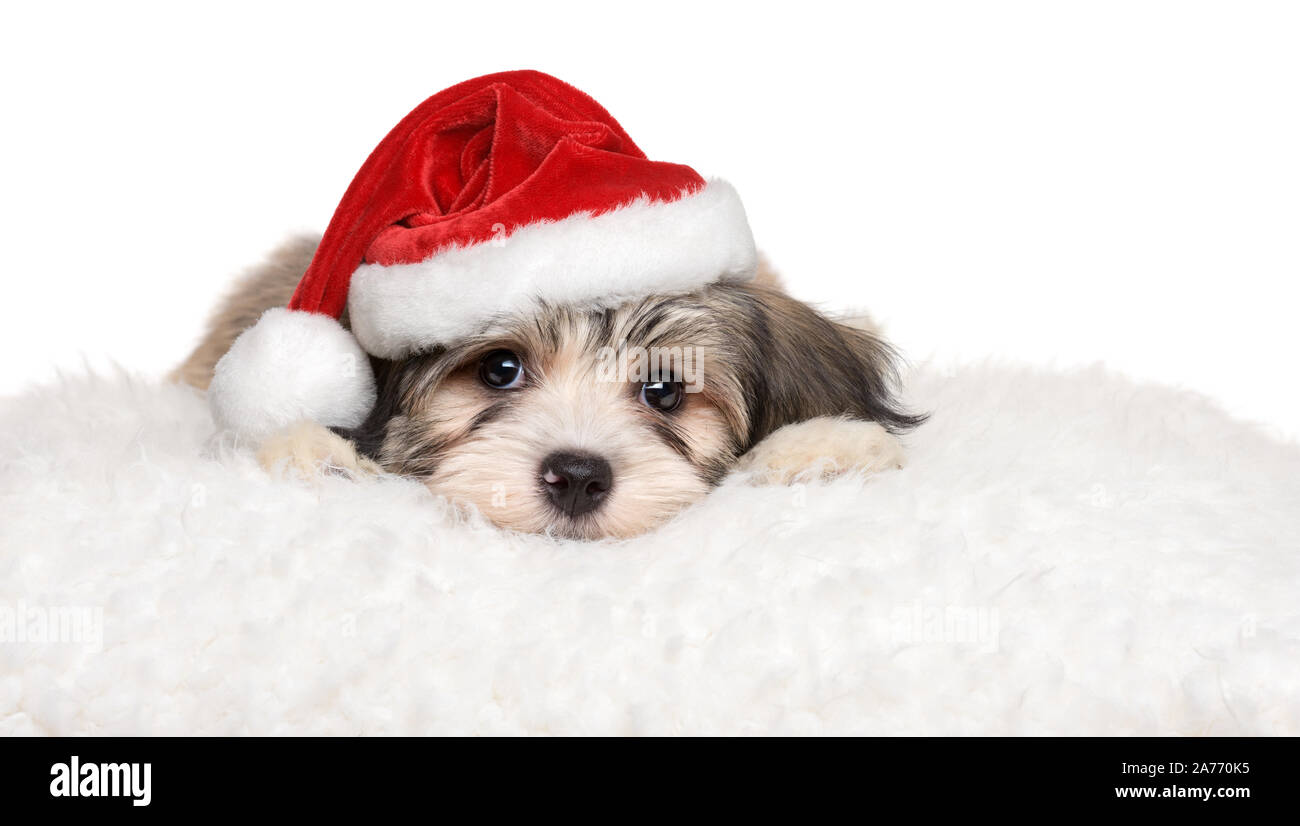 Cute Bichon Havaneser Welpe Hund liegend auf einem weißen Kissen in Santa's Hut - auf weißem Hintergrund Stockfoto