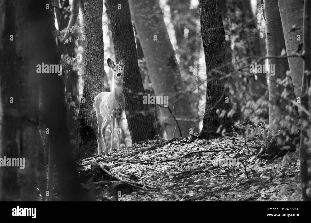 Der Europäische Rehe (Capreolus capreolus), auch westlicher Rehe, Chevreuil oder einfach Rehe oder Rehe genannt, ist eine Art von Rehen. Stockfoto