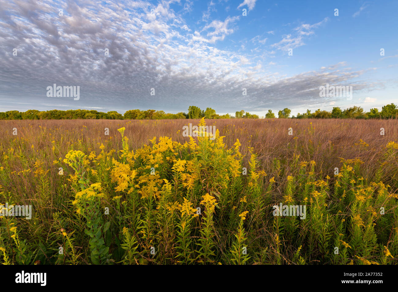 Goldenrods (Solidago) wachsen in der Prairie, September, Dakota County, MN, USA, von Dominique Braud/Dembinsky Foto Assoc Stockfoto