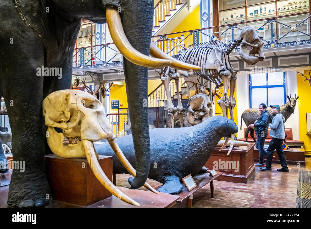 Natural History Museum, das Nationalmuseum von Irland, Dublin, Irland Stockfoto