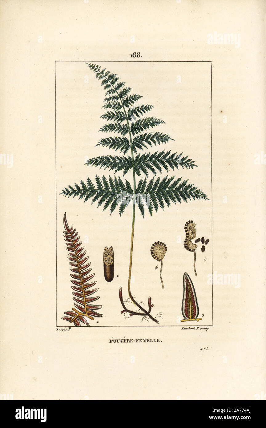 Weibliche Farn oder Adlerfarn, Pteridium aquilinum. Papierkörbe Walze Kupferstich von Lambert Junior aus einer Zeichnung von Pierre Jean-Francois Turpin von Chaumeton, Poiret et Chamberet "La Flore Medicale", Paris, Panckoucke, 1830. Turpin (17751840) war eine der drei Giganten der Französischen botanische kunst der Ära neben Pierre Joseph Redoute und Pancrace Bessa. Stockfoto