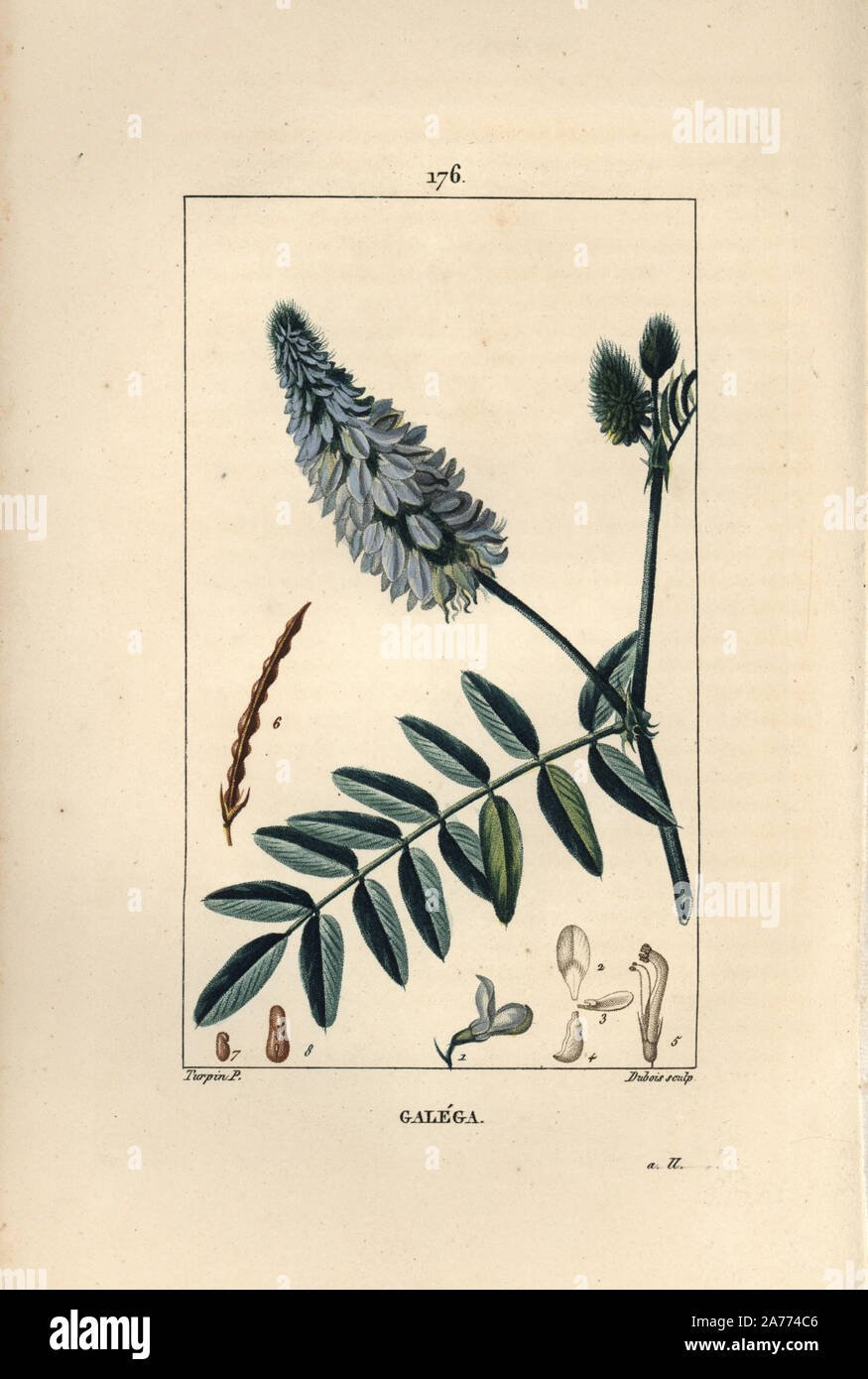 Ziegenkäse rue, Galega officinalis, mit Blume, Blatt und Saatgut. Papierkörbe Walze Kupferstich von Dubois aus einer Zeichnung von Pierre Jean-Francois Turpin von Chaumeton, Poiret und Chamberet "La Flore Medicale", Paris, Panckoucke, 1830. Turpin (17751840) war eine der drei Giganten der Französischen botanische kunst der Ära neben Pierre Joseph Redoute und Pancrace Bessa. Stockfoto