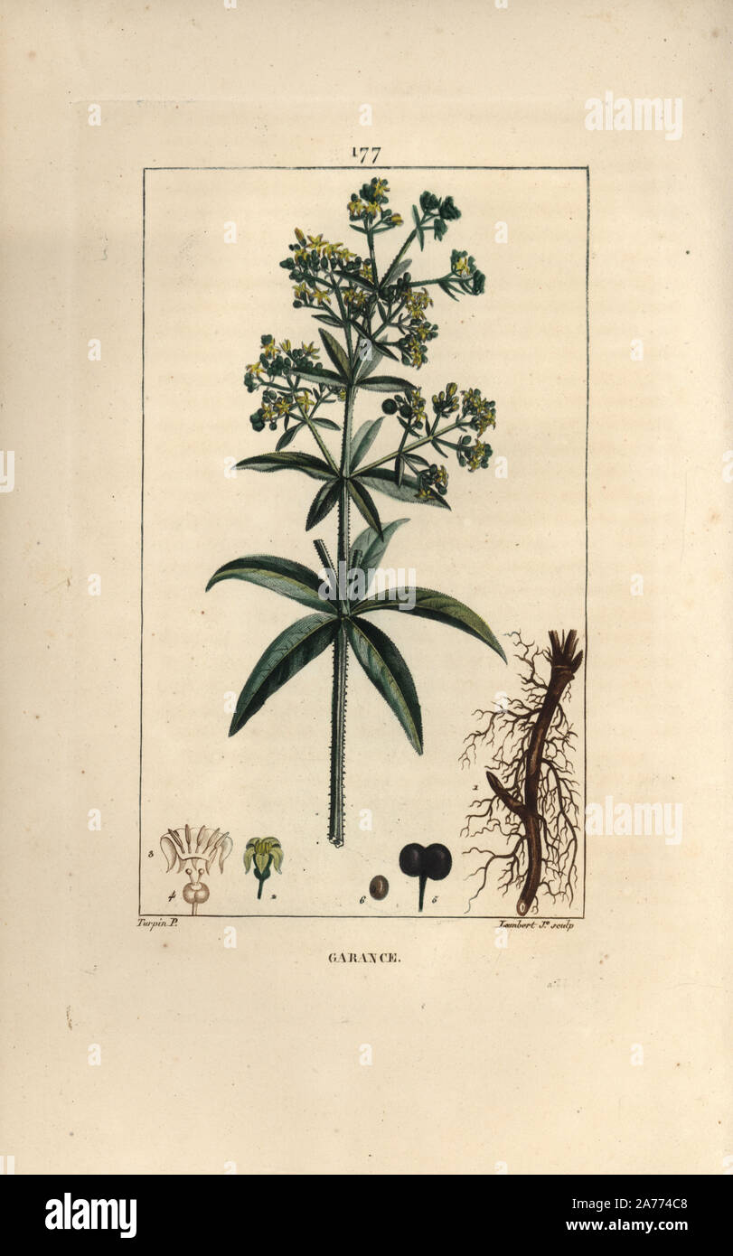 Krapp, rubia tinctorum, mit Wurzel, Blüte, Blatt und Saatgut. Papierkörbe Walze Kupferstich von Lambert Junior aus einer Zeichnung von Pierre Jean-Francois Turpin von Chaumeton, Poiret und Chamberet "La Flore Medicale", Paris, Panckoucke, 1830. Turpin (17751840) war eine der drei Giganten der Französischen botanische kunst der Ära neben Pierre Joseph Redoute und Pancrace Bessa. Stockfoto