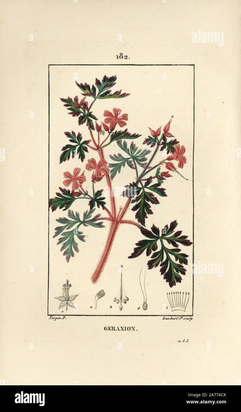 Hert Robert, Geranium Robertianum. Papierkörbe Walze Kupferstich von Lambert Junior aus einer Zeichnung von Pierre Jean-Francois Turpin von Chaumeton, Poiret und Chamberet "La Flore Medicale", Paris, Panckoucke, 1830. Turpin (17751840) war eine der drei Giganten der Französischen botanische kunst der Ära neben Pierre Joseph Redoute und Pancrace Bessa. Stockfoto