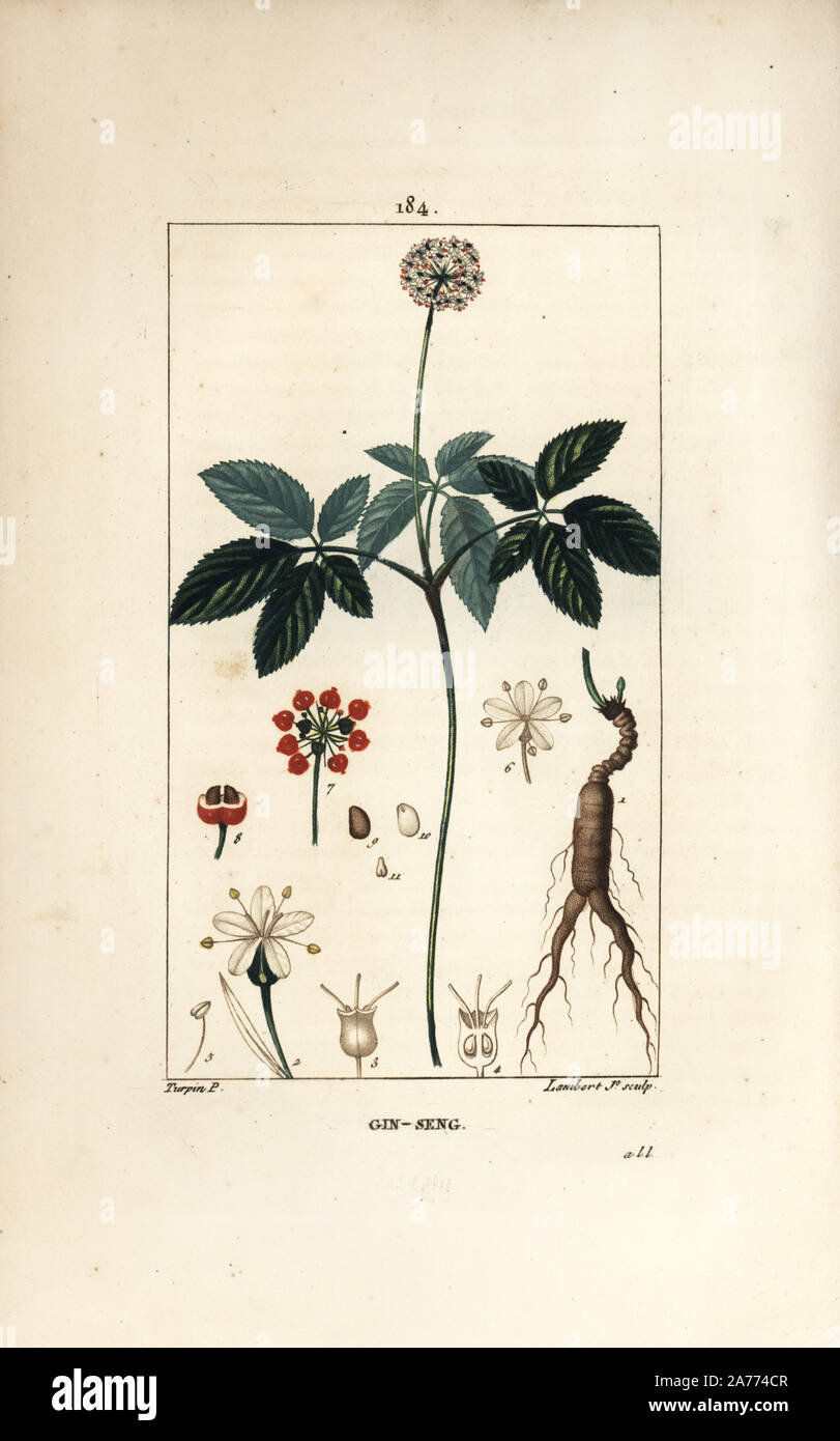 Ginseng, Panax quinquefolium, mit Blume, Blatt, Samen und Wurzeln. Papierkörbe Walze Kupferstich von Lambert Junior aus einer Zeichnung von Pierre Jean-Francois Turpin von Chaumeton, Poiret und Chamberet "La Flore Medicale", Paris, Panckoucke, 1830. Turpin (17751840) war eine der drei Giganten der Französischen botanische kunst der Ära neben Pierre Joseph Redoute und Pancrace Bessa. Stockfoto