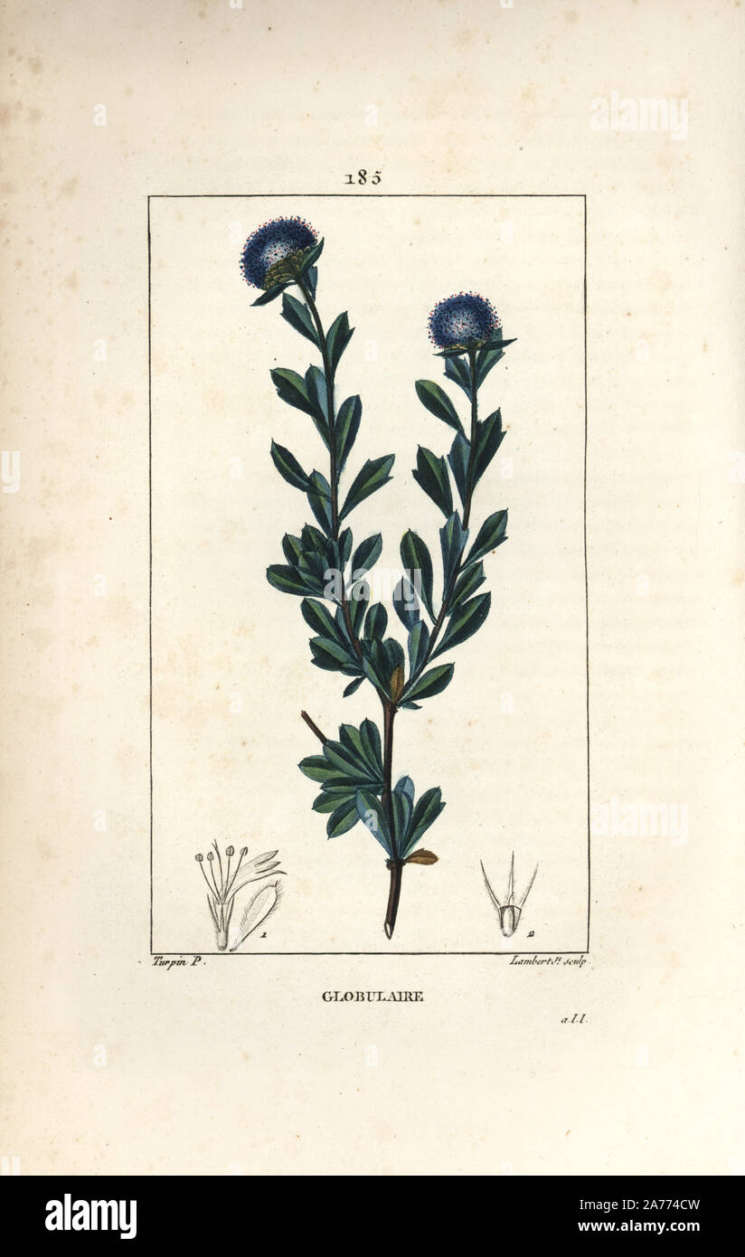 Drei Zahn leaved Globularia globularia, fruticosa. Papierkörbe Walze Kupferstich von Lambert Junior aus einer Zeichnung von Pierre Jean-Francois Turpin von Chaumeton, Poiret und Chamberet "La Flore Medicale", Paris, Panckoucke, 1830. Turpin (17751840) war eine der drei Giganten der Französischen botanische kunst der Ära neben Pierre Joseph Redoute und Pancrace Bessa. Stockfoto