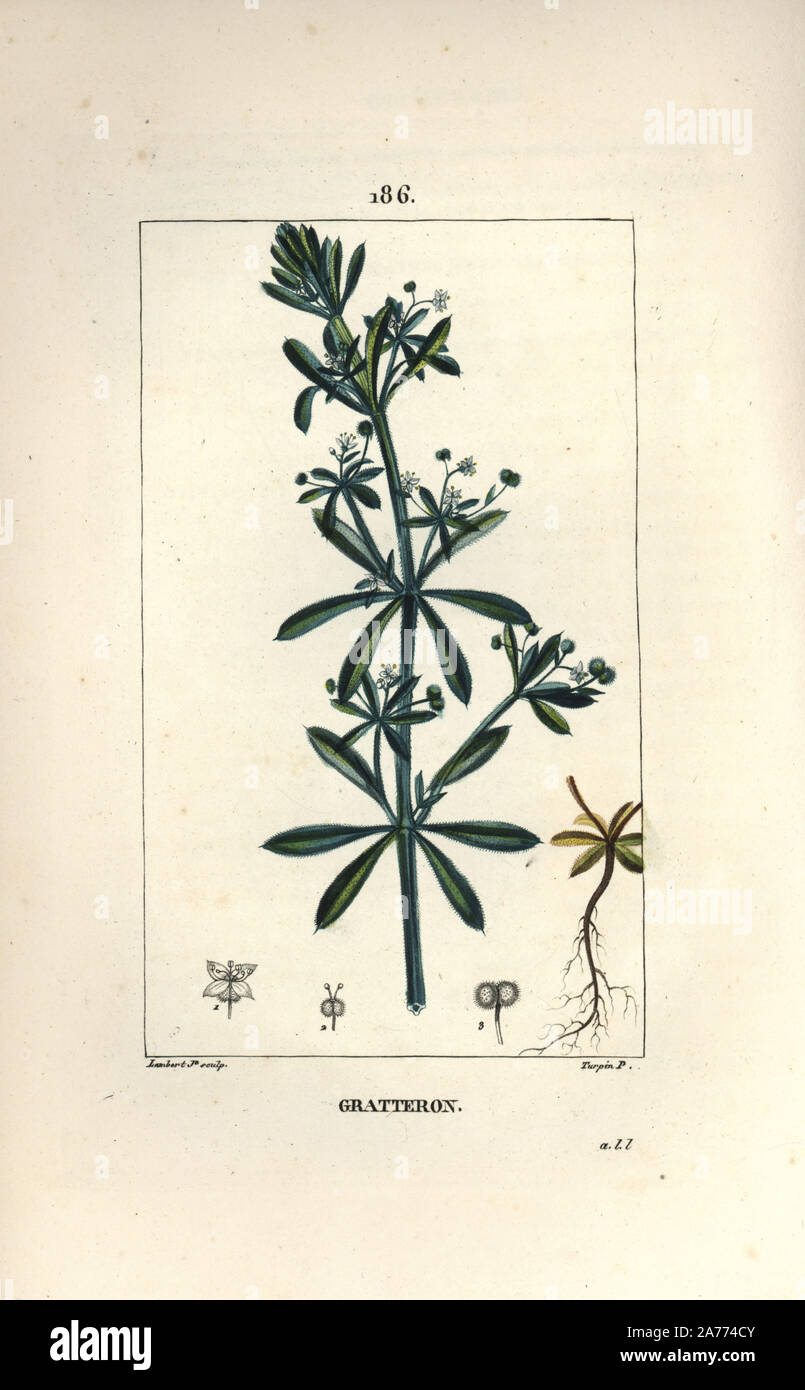 Goose grass, Galium aparine. Papierkörbe Walze Kupferstich von Lambert Junior aus einer Zeichnung von Pierre Jean-Francois Turpin von Chaumeton, Poiret und Chamberet "La Flore Medicale", Paris, Panckoucke, 1830. Turpin (17751840) war eine der drei Giganten der Französischen botanische kunst der Ära neben Pierre Joseph Redoute und Pancrace Bessa. Stockfoto