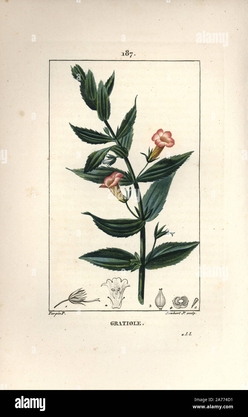 Hedge hyssops, Gratiola officinalis. Papierkörbe Walze Kupferstich von Lambert Junior aus einer Zeichnung von Pierre Jean-Francois Turpin von Chaumeton, Poiret und Chamberet "La Flore Medicale", Paris, Panckoucke, 1830. Turpin (17751840) war eine der drei Giganten der Französischen botanische kunst der Ära neben Pierre Joseph Redoute und Pancrace Bessa. Stockfoto