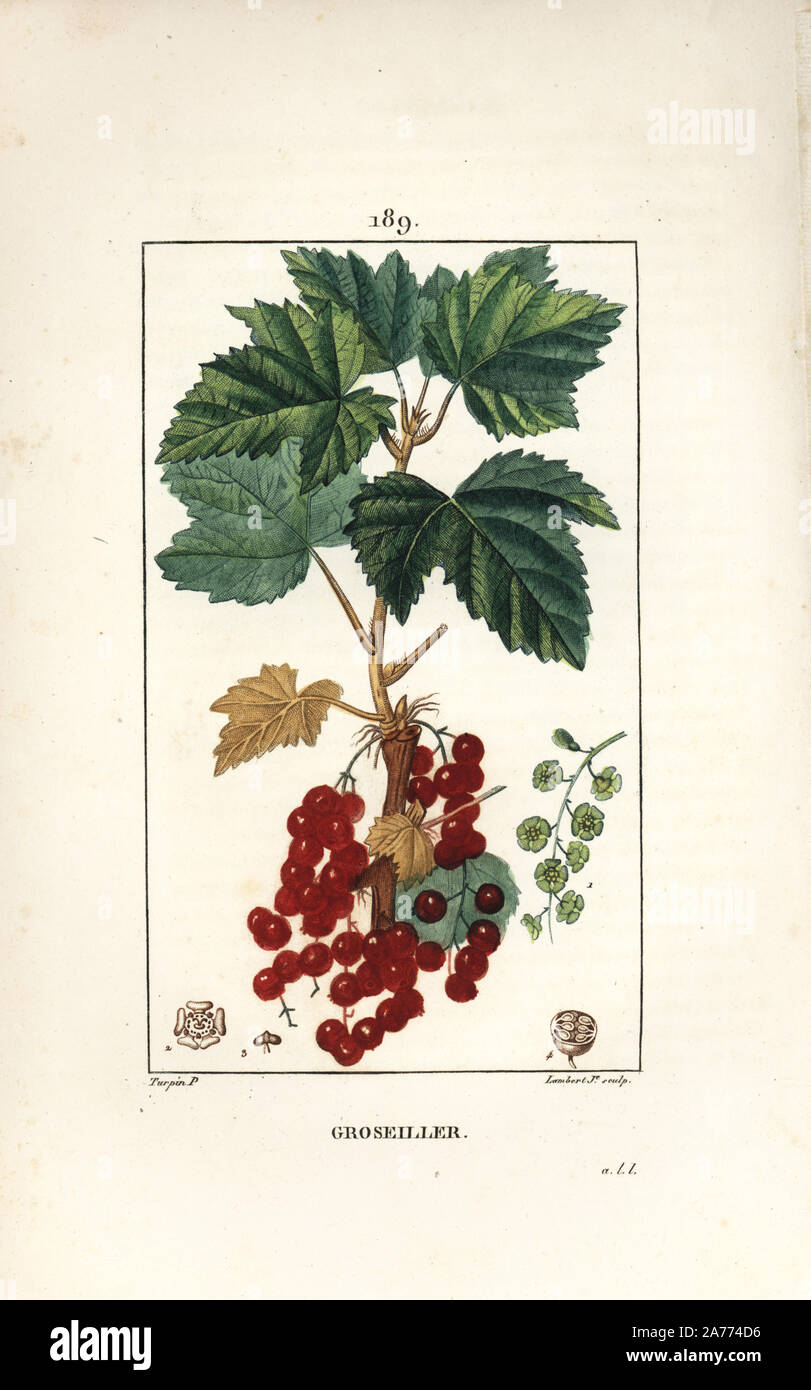 Johannisbeere, Ribes rubrum, mit Blatt, Stiel, Obst und Blumen. Papierkörbe Walze Kupferstich von Lambert Junior aus einer Zeichnung von Pierre Jean-Francois Turpin von Chaumeton, Poiret und Chamberet "La Flore Medicale", Paris, Panckoucke, 1830. Turpin (17751840) war eine der drei Giganten der Französischen botanische kunst der Ära neben Pierre Joseph Redoute und Pancrace Bessa. Stockfoto
