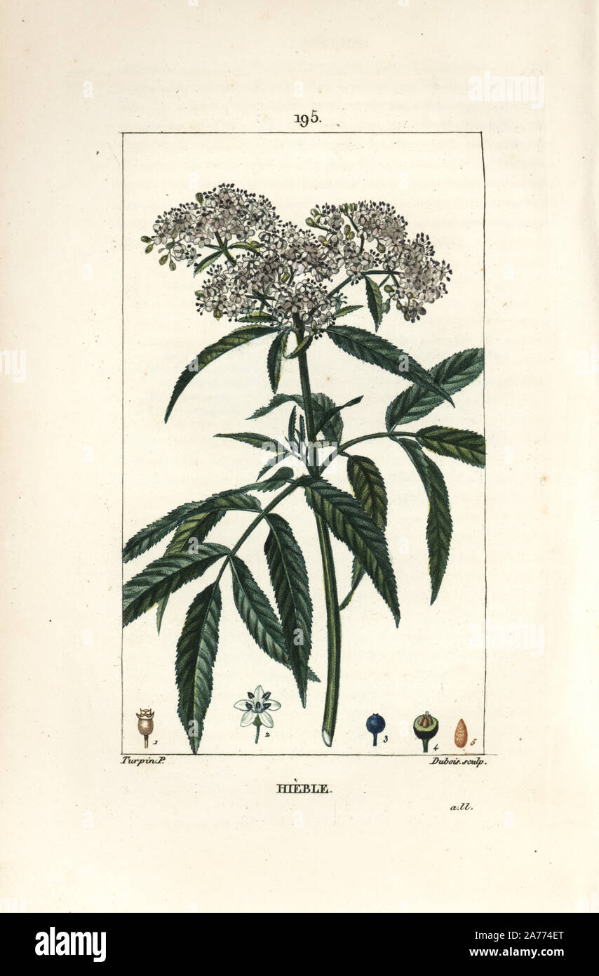 Zwerg Holunder, Sambucus humilis. Papierkörbe Walze Kupferstich von Lambert Junior aus einer Zeichnung von Pierre Jean-Francois Turpin von Chaumeton, Poiret und Chamberet "La Flore Medicale", Paris, Panckoucke, 1830. Turpin (17751840) war eine der drei Giganten der Französischen botanische kunst der Ära neben Pierre Joseph Redoute und Pancrace Bessa. Stockfoto