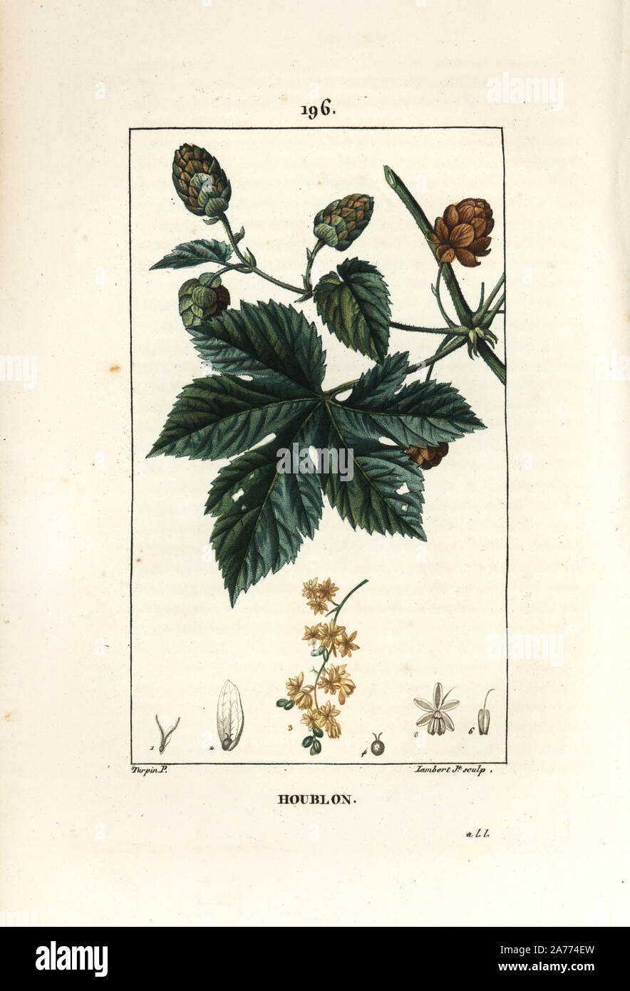 Hopfen, Humulus lupulus. Papierkörbe Walze Kupferstich von Lambert Junior aus einer Zeichnung von Pierre Jean-Francois Turpin von Chaumeton, Poiret und Chamberet "La Flore Medicale", Paris, Panckoucke, 1830. Turpin (17751840) war eine der drei Giganten der Französischen botanische kunst der Ära neben Pierre Joseph Redoute und Pancrace Bessa. Stockfoto