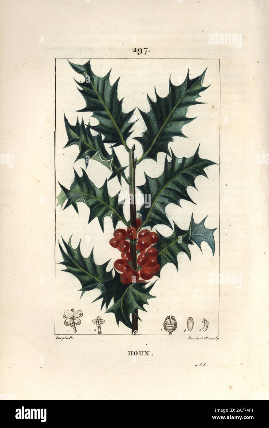 Holly, Ilex aqualifolium, mit stacheligen Blättern und roten Beeren. Papierkörbe Walze Kupferstich von Lambert Junior aus einer Zeichnung von Pierre Jean-Francois Turpin von Chaumeton, Poiret und Chamberet "La Flore Medicale", Paris, Panckoucke, 1830. Turpin (17751840) war eine der drei Giganten der Französischen botanische kunst der Ära neben Pierre Joseph Redoute und Pancrace Bessa. Stockfoto