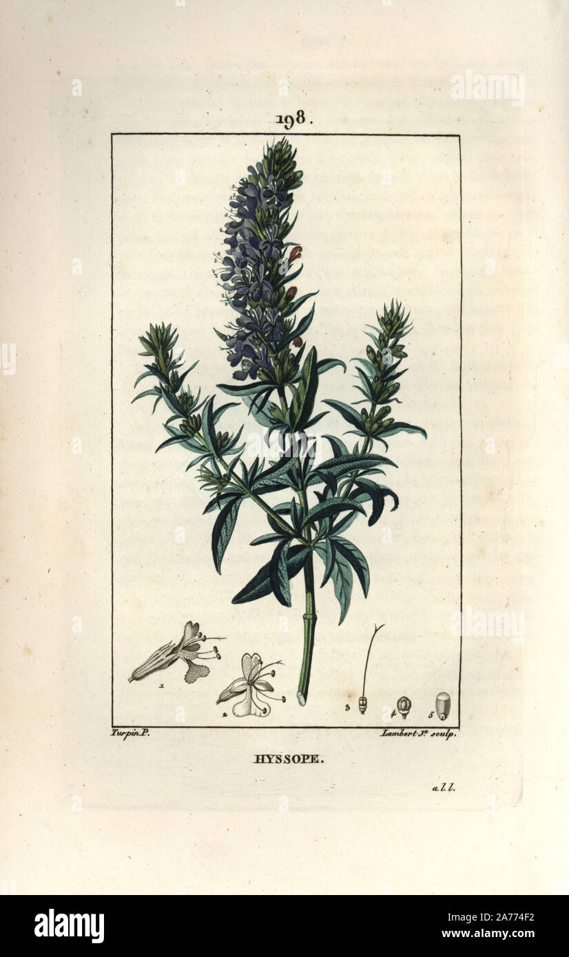 Ysop Hyssopus officinalis. Papierkörbe Walze Kupferstich von Lambert Junior aus einer Zeichnung von Pierre Jean-Francois Turpin von Chaumeton, Poiret und Chamberet "La Flore Medicale", Paris, Panckoucke, 1830. Turpin (17751840) war eine der drei Giganten der Französischen botanische kunst der Ära neben Pierre Joseph Redoute und Pancrace Bessa. Stockfoto