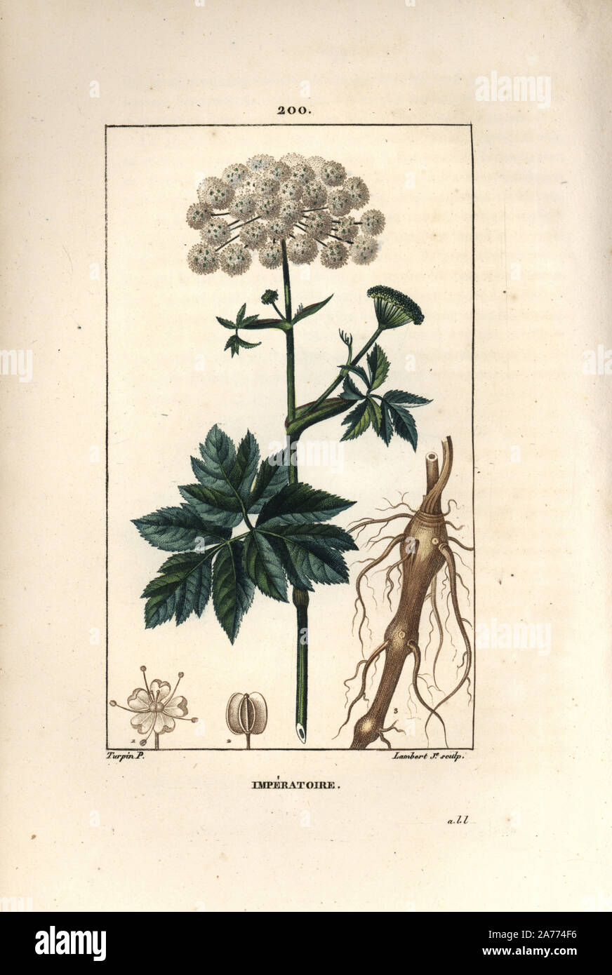 Masterwort, Imperatoria ostruthium, mit Blume, Blatt und Wurzel. Papierkörbe Walze Kupferstich von Lambert Junior aus einer Zeichnung von Pierre Jean-Francois Turpin von Chaumeton, Poiret und Chamberet "La Flore Medicale", Paris, Panckoucke, 1830. Turpin (17751840) war eine der drei Giganten der Französischen botanische kunst der Ära neben Pierre Joseph Redoute und Pancrace Bessa. Stockfoto