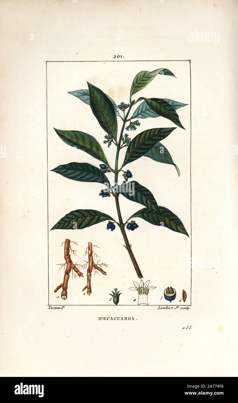 Psychotria Ipecacuanha, emetica, mit Blatt, Blüte und Wurzel. Papierkörbe Walze Kupferstich von Lambert Junior aus einer Zeichnung von Pierre Jean-Francois Turpin von Chaumeton, Poiret und Chamberet "La Flore Medicale", Paris, Panckoucke, 1830. Turpin (17751840) war eine der drei Giganten der Französischen botanische kunst der Ära neben Pierre Joseph Redoute und Pancrace Bessa. Stockfoto