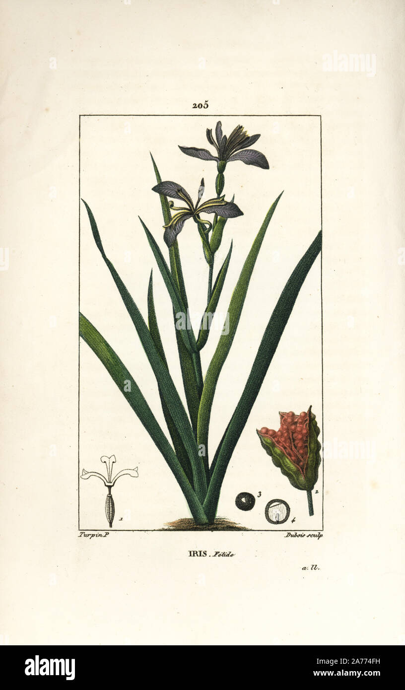 Stinking Iris, Iris foetida, mit Blumen, Blätter und Samen pod. Papierkörbe Walze Kupferstich von Dubois aus einer Zeichnung von Pierre Jean-Francois Turpin von Chaumeton, Poiret und Chamberet "La Flore Medicale", Paris, Panckoucke, 1830. Turpin (17751840) war eine der drei Giganten der Französischen botanische kunst der Ära neben Pierre Joseph Redoute und Pancrace Bessa. Stockfoto