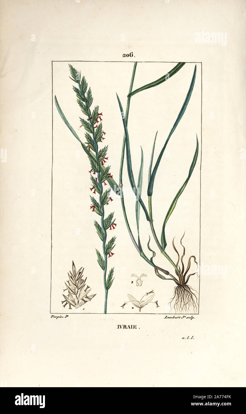 Weidelgras, Gramen loliaceum. Papierkörbe Walze Kupferstich von Lambert Junior aus einer Zeichnung von Pierre Jean-Francois Turpin von Chaumeton, Poiret und Chamberet "La Flore Medicale", Paris, Panckoucke, 1830. Turpin (17751840) war eine der drei Giganten der Französischen botanische kunst der Ära neben Pierre Joseph Redoute und Pancrace Bessa. Stockfoto