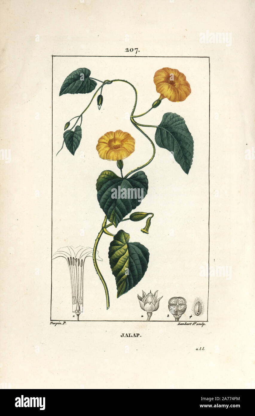 Jalap, Convolvulus jalappa. Papierkörbe Walze Kupferstich von Lambert Junior aus einer Zeichnung von Pierre Jean-Francois Turpin von Chaumeton, Poiret und Chamberet "La Flore Medicale", Paris, Panckoucke, 1830. Turpin (17751840) war eine der drei Giganten der Französischen botanische kunst der Ära neben Pierre Joseph Redoute und Pancrace Bessa. Stockfoto