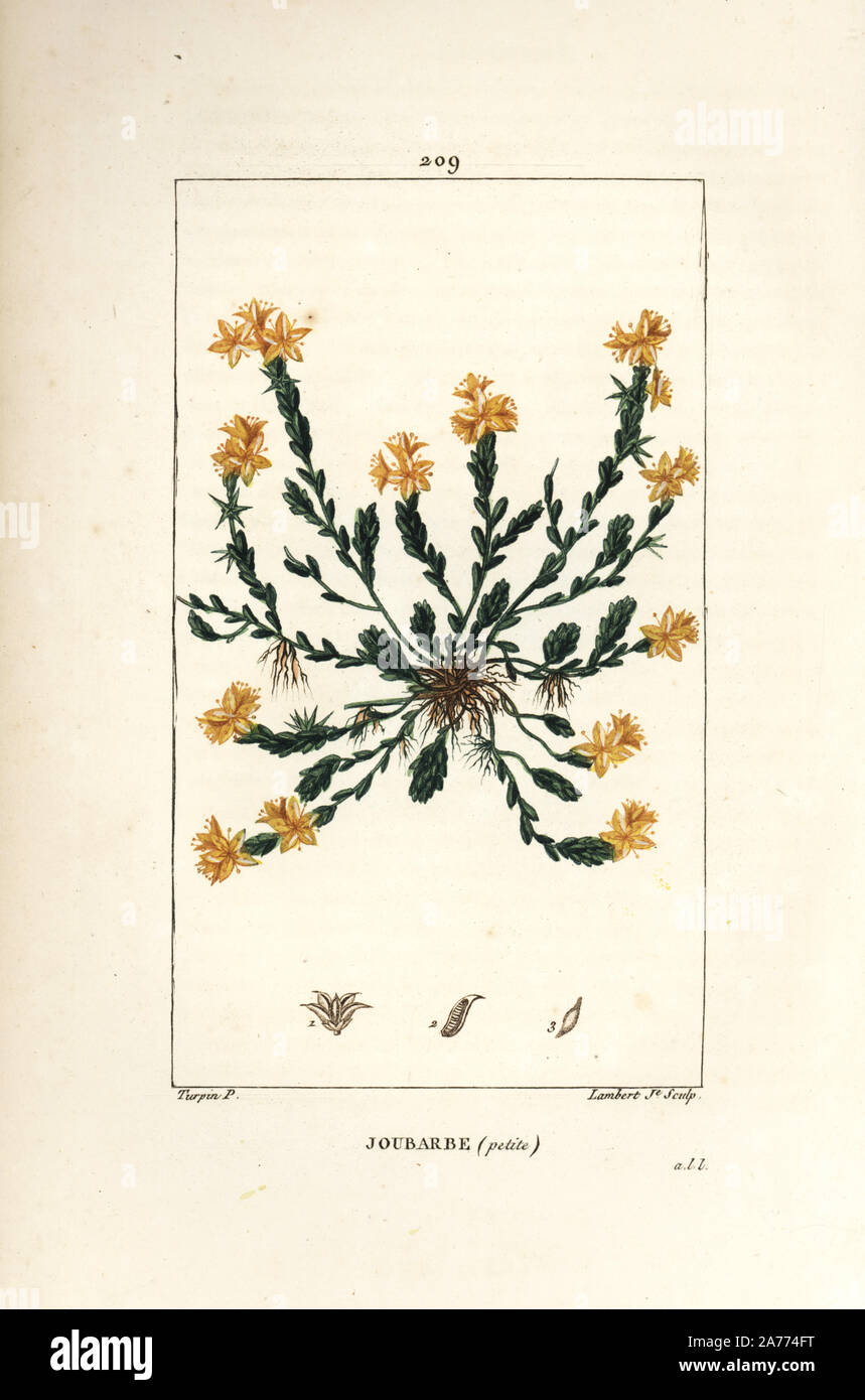 Golden Mauerpfeffer, Sedum acre. Papierkörbe Walze Kupferstich von Lambert Junior aus einer Zeichnung von Pierre Jean-Francois Turpin von Chaumeton, Poiret und Chamberet "La Flore Medicale", Paris, Panckoucke, 1830. Turpin (17751840) war eine der drei Giganten der Französischen botanische kunst der Ära neben Pierre Joseph Redoute und Pancrace Bessa. Stockfoto