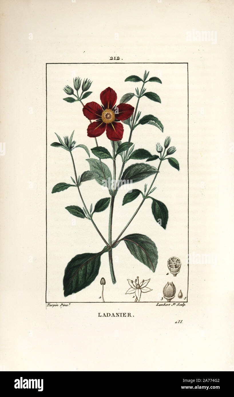 Gummi cistus, Cistus Creticus. Papierkörbe Walze Kupferstich von Lambert Junior aus einer Zeichnung von Pierre Jean-Francois Turpin von Chaumeton, Poiret und Chamberet "La Flore Medicale", Paris, Panckoucke, 1830. Turpin (17751840) war eine der drei Giganten der Französischen botanische kunst der Ära neben Pierre Joseph Redoute und Pancrace Bessa. Stockfoto