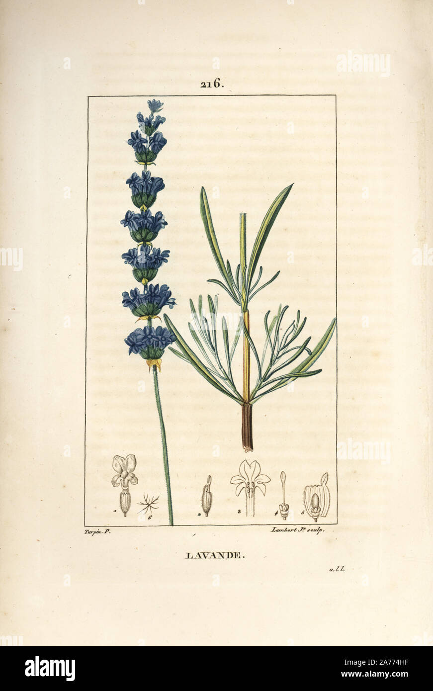 Lavendel, Lavendula spica. Papierkörbe Walze Kupferstich von Lambert Junior aus einer Zeichnung von Pierre Jean-Francois Turpin von Chaumeton, Poiret und Chamberet "La Flore Medicale", Paris, Panckoucke, 1830. Turpin (17751840) war eine der drei Giganten der Französischen botanische kunst der Ära neben Pierre Joseph Redoute und Pancrace Bessa. Stockfoto