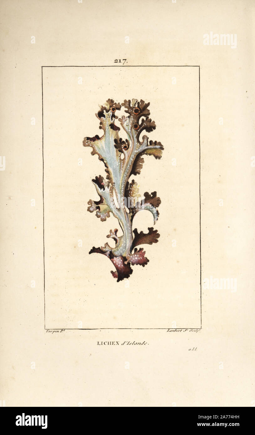 Island Moos, Flechten islandicus. Papierkörbe Walze Kupferstich von Lambert Junior aus einer Zeichnung von Pierre Jean-Francois Turpin von Chaumeton, Poiret und Chamberet "La Flore Medicale", Paris, Panckoucke, 1830. Turpin (17751840) war eine der drei Giganten der Französischen botanische kunst der Ära neben Pierre Joseph Redoute und Pancrace Bessa. Stockfoto
