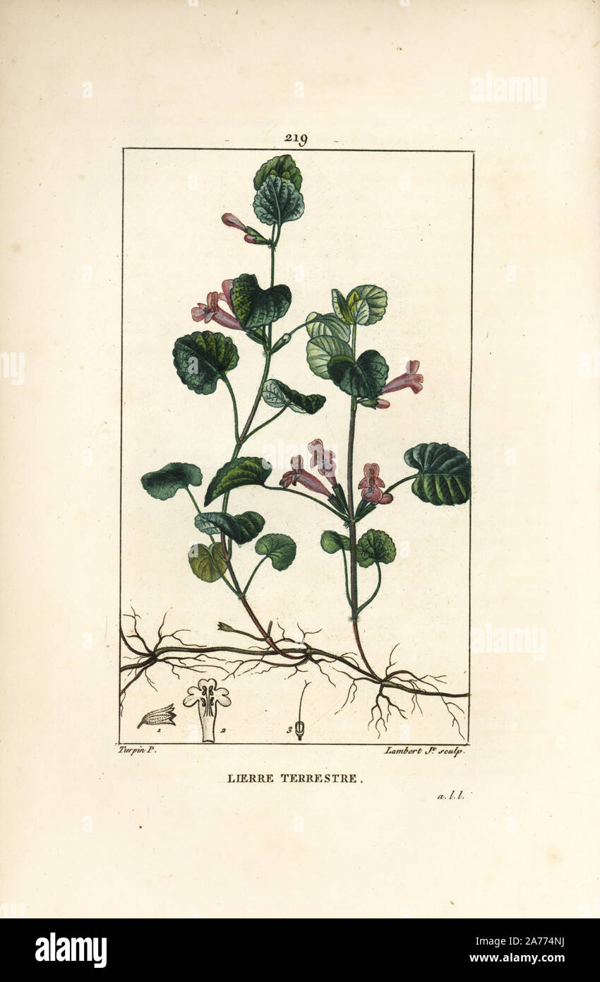 Boden Efeu, Hedera terrestris. Papierkörbe Walze Kupferstich von Lambert Junior aus einer Zeichnung von Pierre Jean-Francois Turpin von Chaumeton, Poiret und Chamberet "La Flore Medicale", Paris, Panckoucke, 1830. Turpin (17751840) war eine der drei Giganten der Französischen botanische kunst der Ära neben Pierre Joseph Redoute und Pancrace Bessa. Stockfoto