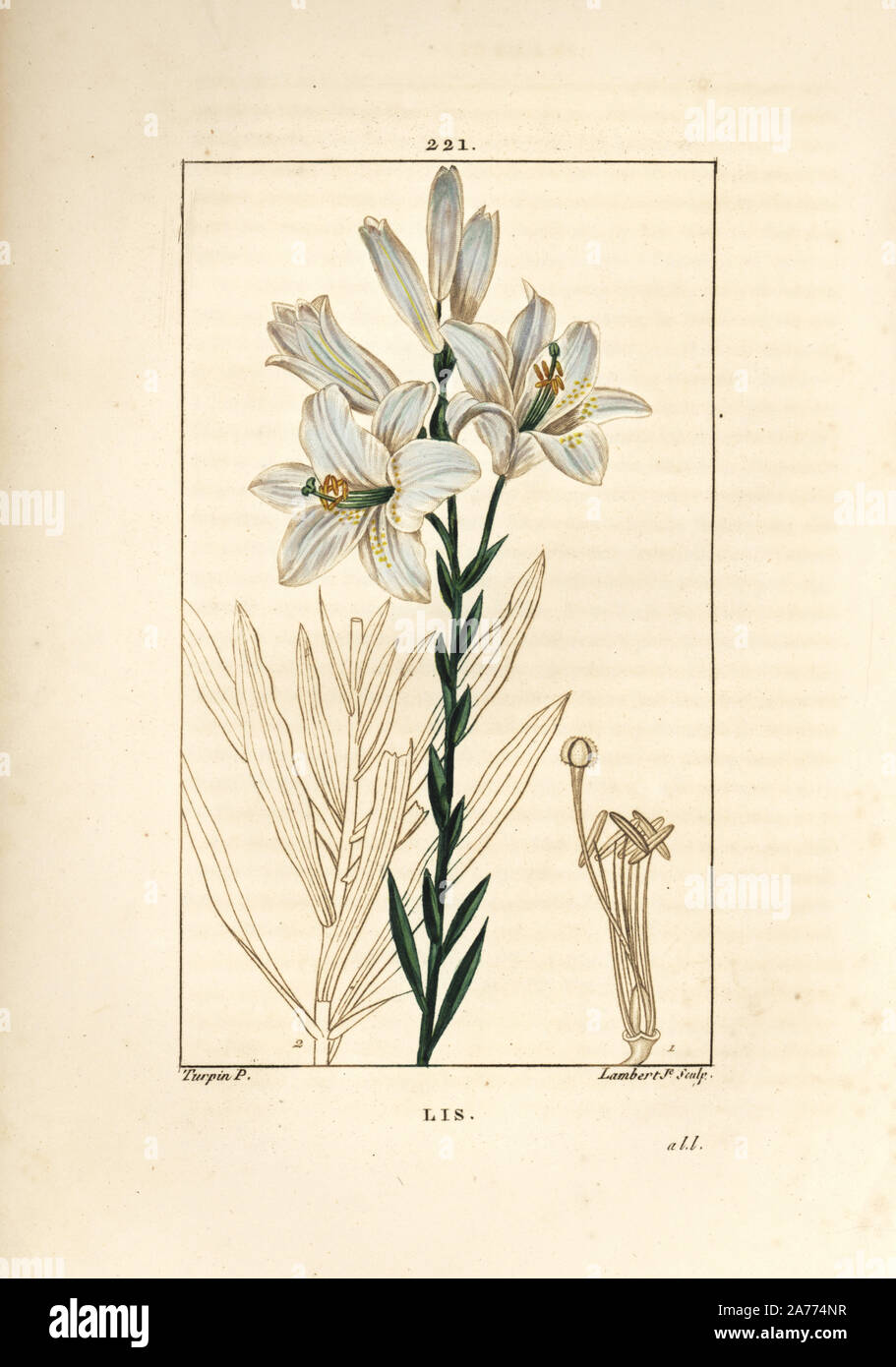 Weiße Lilie, Lilium Candidum. Papierkörbe Walze Kupferstich von Lambert Junior aus einer Zeichnung von Pierre Jean-Francois Turpin von Chaumeton, Poiret und Chamberet "La Flore Medicale", Paris, Panckoucke, 1830. Turpin (17751840) war eine der drei Giganten der Französischen botanische kunst der Ära neben Pierre Joseph Redoute und Pancrace Bessa. Stockfoto