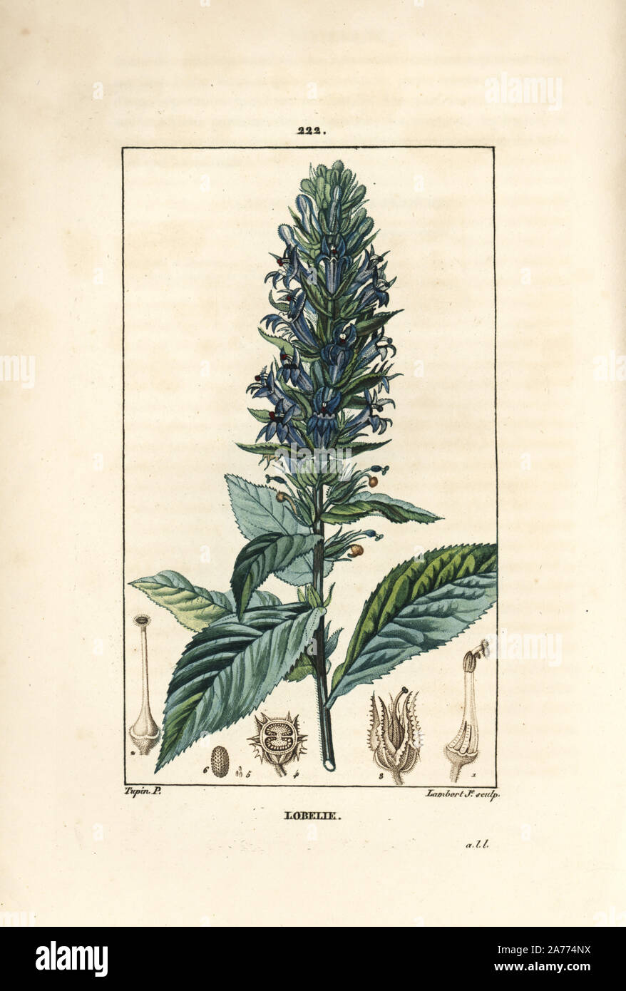 Blue's Kardinal Blume, Lobelia syphilitica. Papierkörbe Walze Kupferstich von Lambert Junior aus einer Zeichnung von Pierre Jean-Francois Turpin von Chaumeton, Poiret und Chamberet "La Flore Medicale", Paris, Panckoucke, 1830. Turpin (17751840) war eine der drei Giganten der Französischen botanische kunst der Ära neben Pierre Joseph Redoute und Pancrace Bessa. Stockfoto