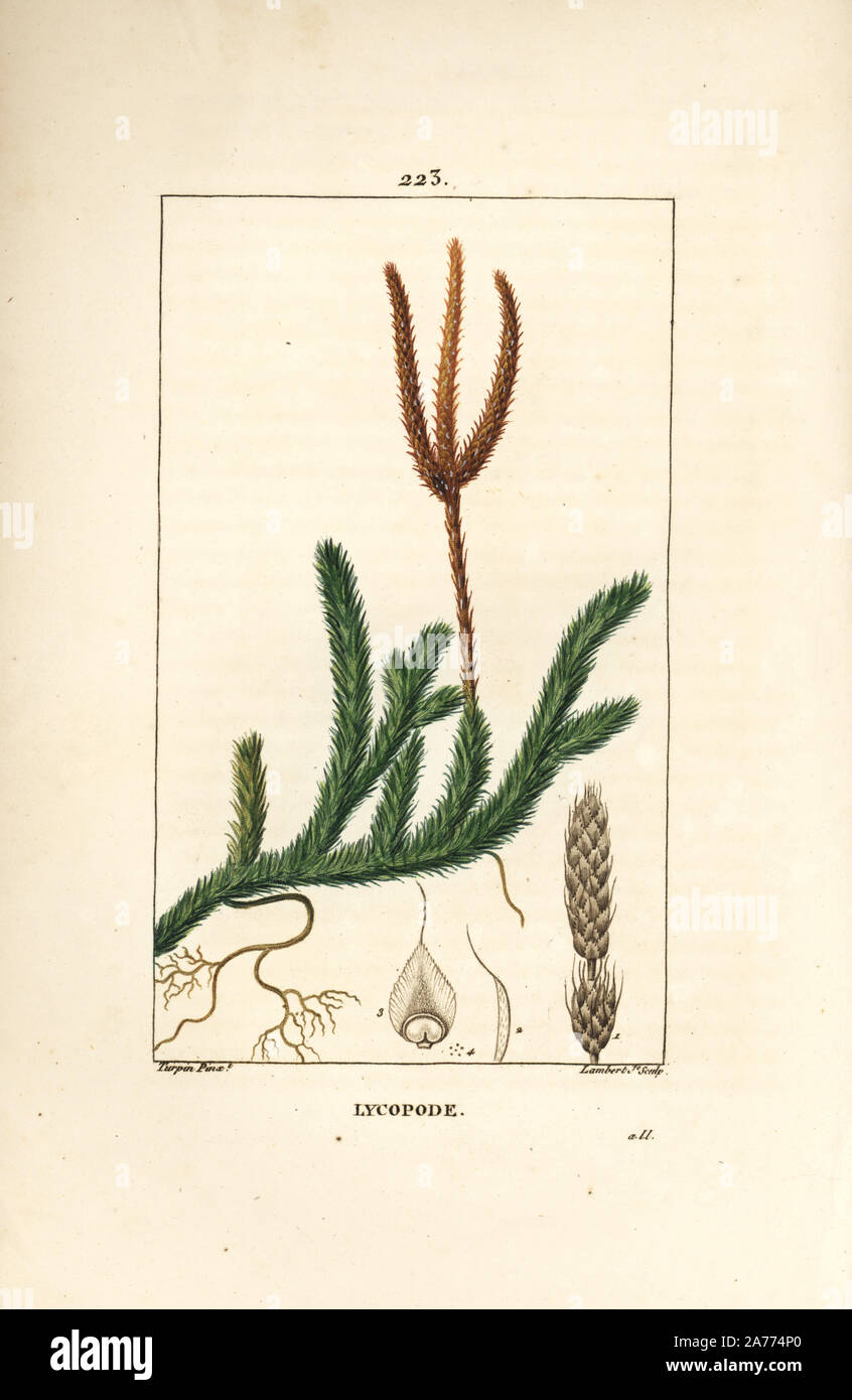 Gemeinsame club Moos, Lycopodium clavatum. Papierkörbe Walze Kupferstich von Lambert Junior aus einer Zeichnung von Pierre Jean-Francois Turpin von Chaumeton, Poiret und Chamberet "La Flore Medicale", Paris, Panckoucke, 1830. Turpin (17751840) war eine der drei Giganten der Französischen botanische kunst der Ära neben Pierre Joseph Redoute und Pancrace Bessa. Stockfoto