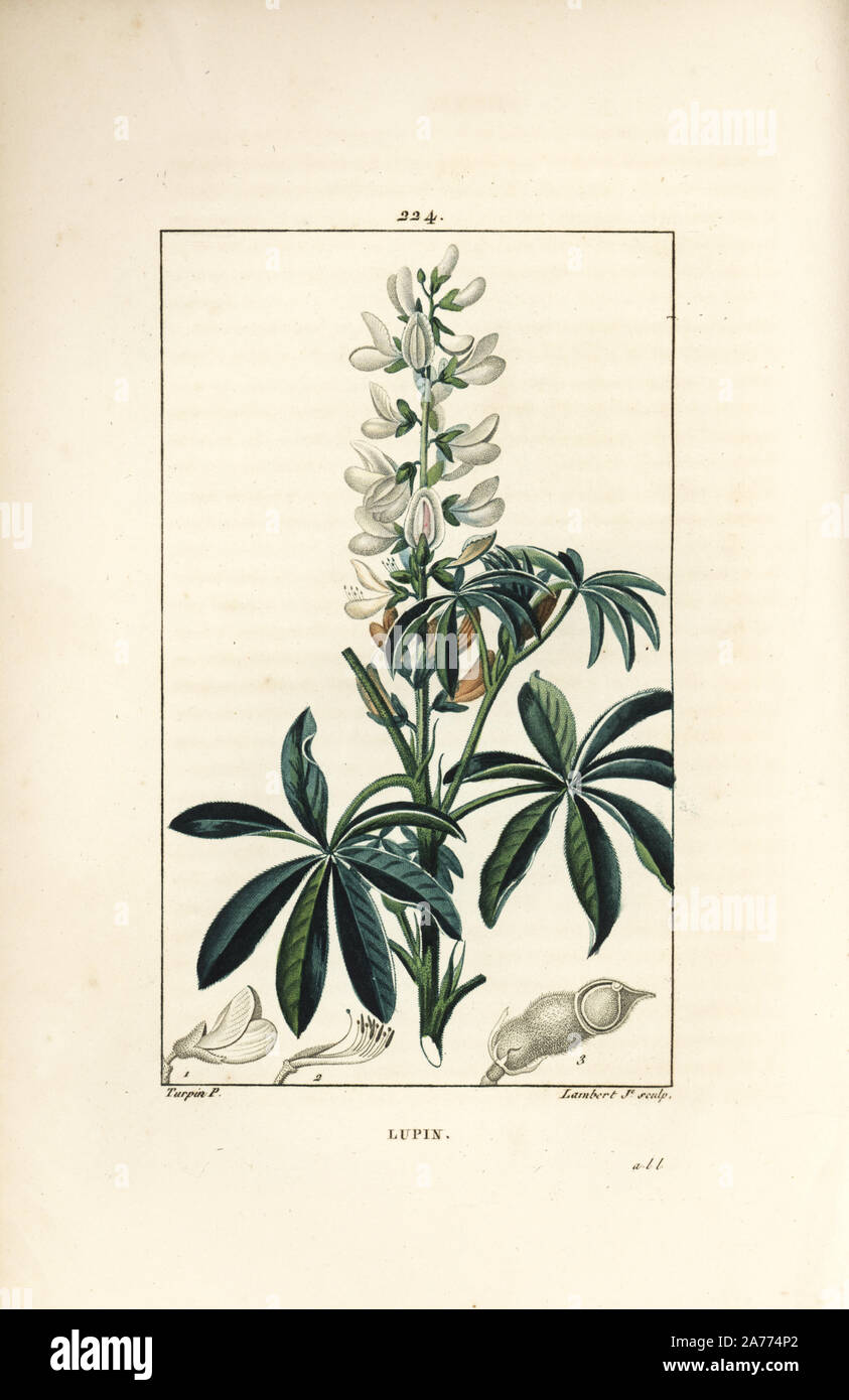 Weiße Lupine, Lupinus sativus. Papierkörbe Walze Kupferstich von Lambert Junior aus einer Zeichnung von Pierre Jean-Francois Turpin von Chaumeton, Poiret und Chamberet "La Flore Medicale", Paris, Panckoucke, 1830. Turpin (17751840) war eine der drei Giganten der Französischen botanische kunst der Ära neben Pierre Joseph Redoute und Pancrace Bessa. Stockfoto