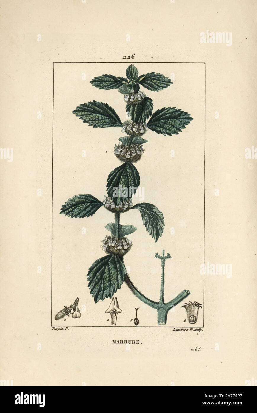 Gemeinsame horehound, Marrubium vulgare. Papierkörbe Walze Kupferstich von Lambert Junior aus einer Zeichnung von Pierre Jean-Francois Turpin von Chaumeton, Poiret und Chamberet "La Flore Medicale", Paris, Panckoucke, 1830. Turpin (17751840) war eine der drei Giganten der Französischen botanische kunst der Ära neben Pierre Joseph Redoute und Pancrace Bessa. Stockfoto