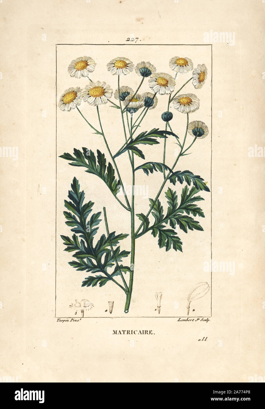 Mutterkraut, Matricaria vulgaris. Papierkörbe Walze Kupferstich von Lambert Junior aus einer Zeichnung von Pierre Jean-Francois Turpin von Chaumeton, Poiret und Chamberet "La Flore Medicale", Paris, Panckoucke, 1830. Turpin (17751840) war eine der drei Giganten der Französischen botanische kunst der Ära neben Pierre Joseph Redoute und Pancrace Bessa. Stockfoto