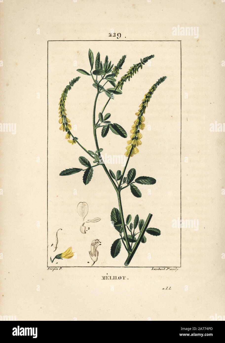 Honigklee Kleeblatt, Melitotus officinarum. Papierkörbe Walze Kupferstich von Lambert Junior aus einer Zeichnung von Pierre Jean-Francois Turpin von Chaumeton, Poiret und Chamberet "La Flore Medicale", Paris, Panckoucke, 1830. Turpin (17751840) war eine der drei Giganten der Französischen botanische kunst der Ära neben Pierre Joseph Redoute und Pancrace Bessa. Stockfoto