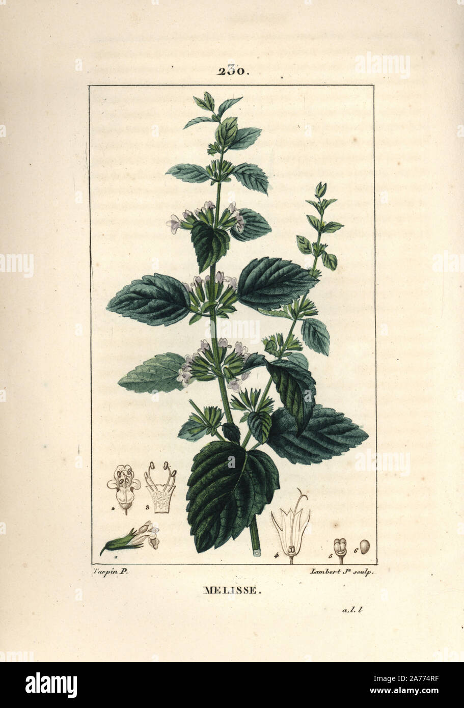 Gemeinsame Balsam, Melissa hortensis. Papierkörbe Walze Kupferstich von Lambert Junior aus einer Zeichnung von Pierre Jean-Francois Turpin von Chaumeton, Poiret und Chamberet "La Flore Medicale", Paris, Panckoucke, 1830. Turpin (17751840) war eine der drei Giganten der Französischen botanische kunst der Ära neben Pierre Joseph Redoute und Pancrace Bessa. Stockfoto