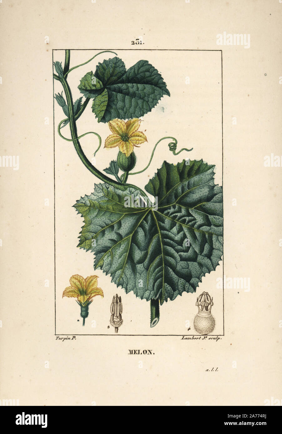 Melone Blume, Cucumis Melo, mit Blumen, Blätter und Ranken. Papierkörbe Walze Kupferstich von Lambert Junior aus einer Zeichnung von Pierre Jean-Francois Turpin von Chaumeton, Poiret und Chamberet "La Flore Medicale", Paris, Panckoucke, 1830. Turpin (17751840) war eine der drei Giganten der Französischen botanische kunst der Ära neben Pierre Joseph Redoute und Pancrace Bessa. Stockfoto
