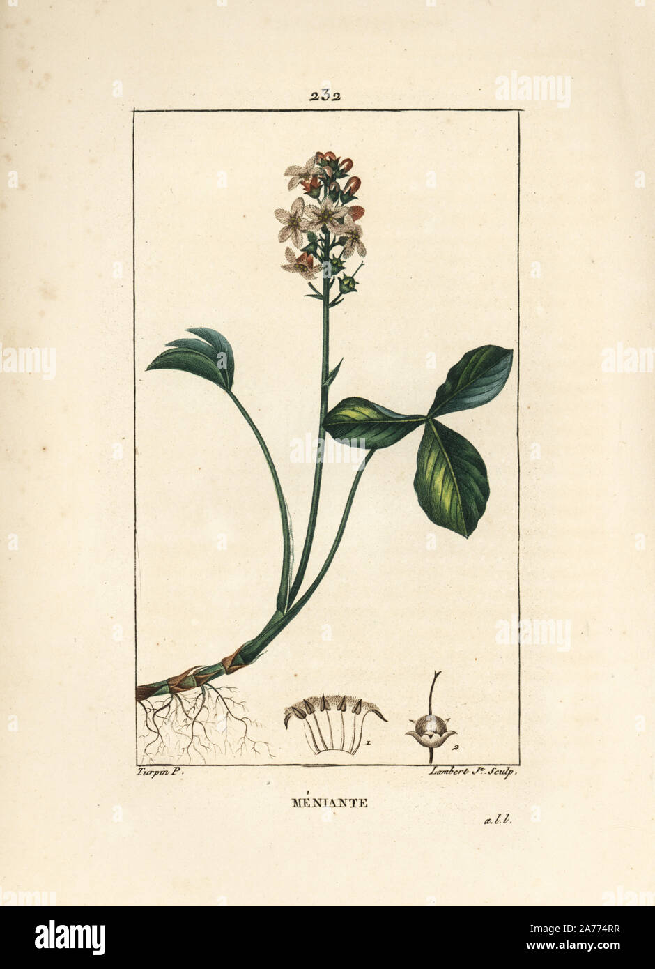 Mars Kleeblatt, Menyanthes dreiblättrige. Papierkörbe Walze Kupferstich von Lambert Junior aus einer Zeichnung von Pierre Jean-Francois Turpin von Chaumeton, Poiret und Chamberet "La Flore Medicale", Paris, Panckoucke, 1830. Turpin (17751840) war eine der drei Giganten der Französischen botanische kunst der Ära neben Pierre Joseph Redoute und Pancrace Bessa. Stockfoto