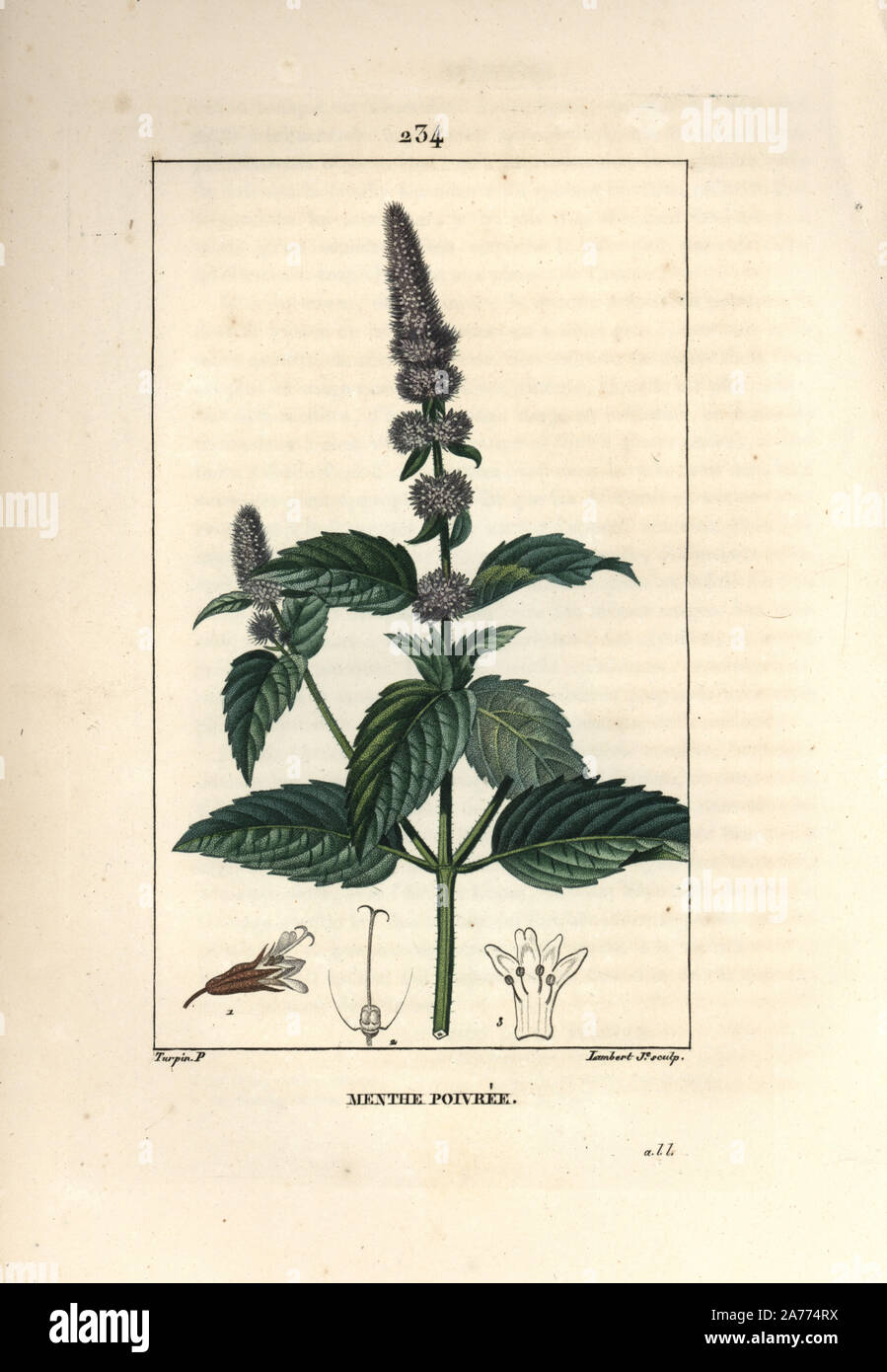 Pfefferminze, Mentha Piperita. Papierkörbe Walze Kupferstich von Lambert Junior aus einer Zeichnung von Pierre Jean-Francois Turpin von Chaumeton, Poiret und Chamberet "La Flore Medicale", Paris, Panckoucke, 1830. Turpin (17751840) war eine der drei Giganten der Französischen botanische kunst der Ära neben Pierre Joseph Redoute und Pancrace Bessa. Stockfoto
