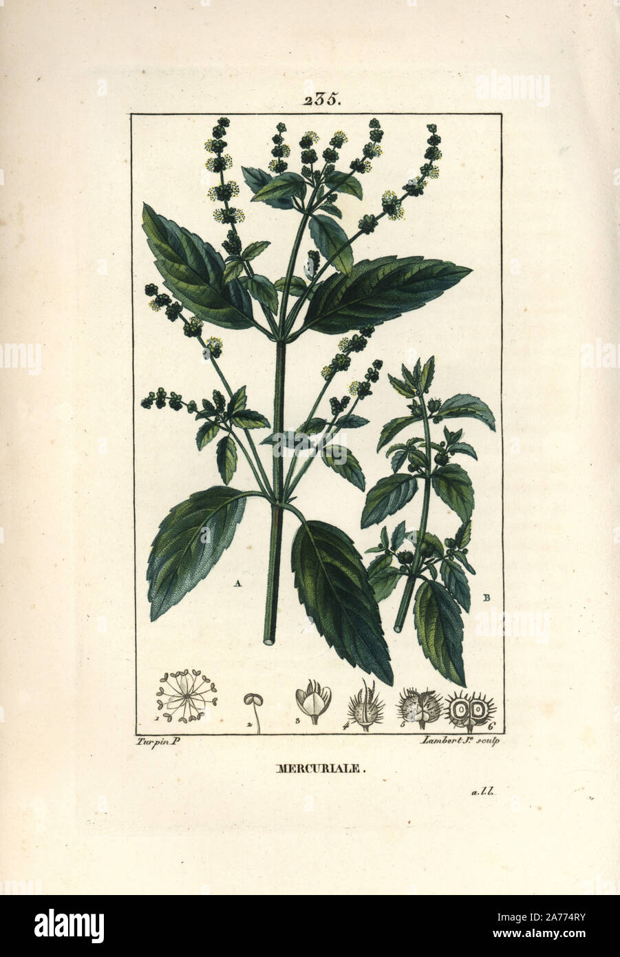 Mercurial, Mercurialis annua. Papierkörbe Walze Kupferstich von Lambert Junior aus einer Zeichnung von Pierre Jean-Francois Turpin von Chaumeton, Poiret und Chamberet "La Flore Medicale", Paris, Panckoucke, 1830. Turpin (17751840) war eine der drei Giganten der Französischen botanische kunst der Ära neben Pierre Joseph Redoute und Pancrace Bessa. Stockfoto