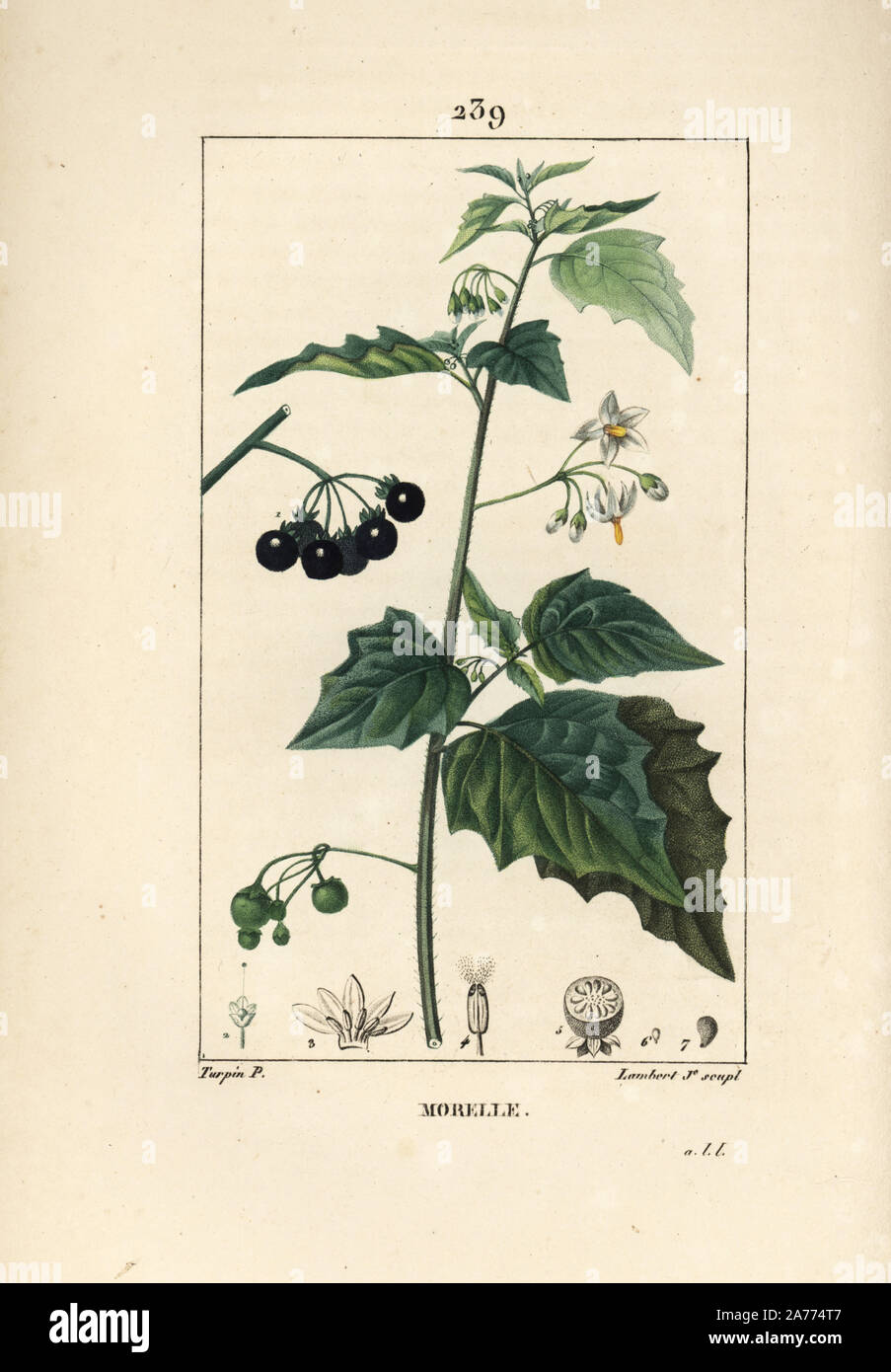 Schwarzer Nachtschatten, Solanum nigrum. Papierkörbe Walze Kupferstich von Lambert Junior aus einer Zeichnung von Pierre Jean-Francois Turpin von Chaumeton, Poiret und Chamberet "La Flore Medicale", Paris, Panckoucke, 1830. Turpin (17751840) war eine der drei Giganten der Französischen botanische kunst der Ära neben Pierre Joseph Redoute und Pancrace Bessa. Stockfoto