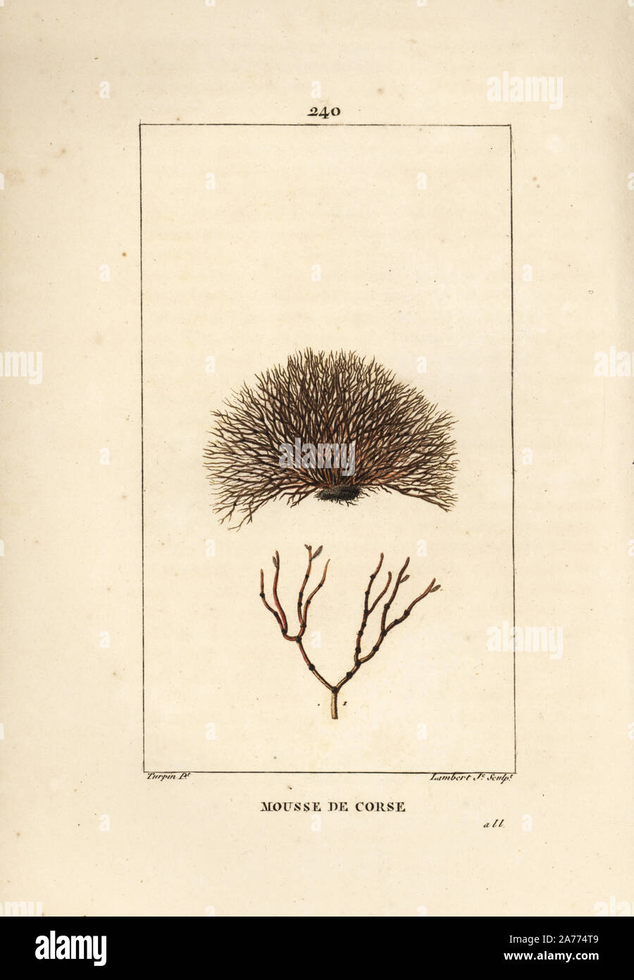 Sea Wrack, Fucus helminthocorton. Papierkörbe Walze Kupferstich von Lambert Junior aus einer Zeichnung von Pierre Jean-Francois Turpin von Chaumeton, Poiret und Chamberet "La Flore Medicale", Paris, Panckoucke, 1830. Turpin (17751840) war eine der drei Giganten der Französischen botanische kunst der Ära neben Pierre Joseph Redoute und Pancrace Bessa. Stockfoto