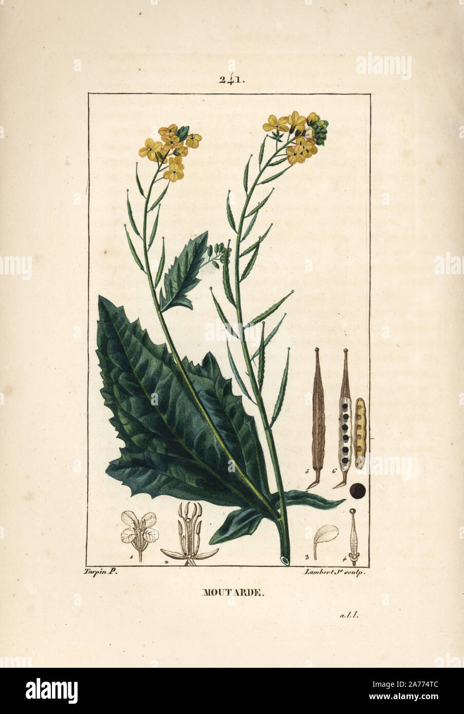 Senf, Sinapis Nigra. Papierkörbe Walze Kupferstich von Lambert Junior aus einer Zeichnung von Pierre Jean-Francois Turpin von Chaumeton, Poiret und Chamberet "La Flore Medicale", Paris, Panckoucke, 1830. Turpin (17751840) war eine der drei Giganten der Französischen botanische kunst der Ära neben Pierre Joseph Redoute und Pancrace Bessa. Stockfoto