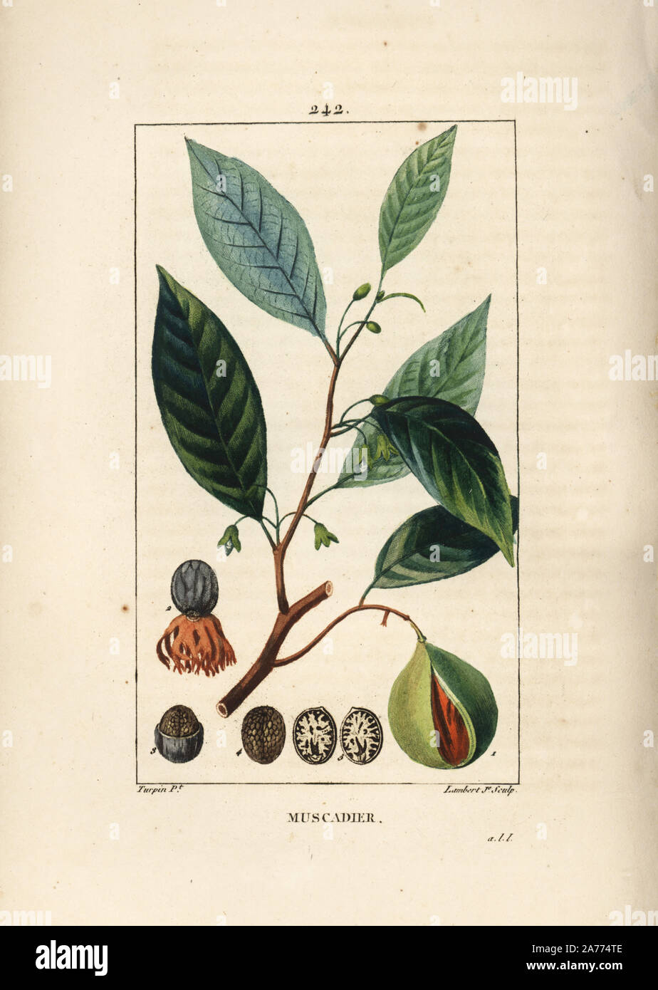 Muskatnuß und Muskatblüte, Myristica moschata, Blatt, Samen und Früchte. Papierkörbe Walze Kupferstich von Lambert Junior aus einer Zeichnung von Pierre Jean-Francois Turpin von Chaumeton, Poiret und Chamberet "La Flore Medicale", Paris, Panckoucke, 1830. Turpin (17751840) war eine der drei Giganten der Französischen botanische kunst der Ära neben Pierre Joseph Redoute und Pancrace Bessa. Stockfoto