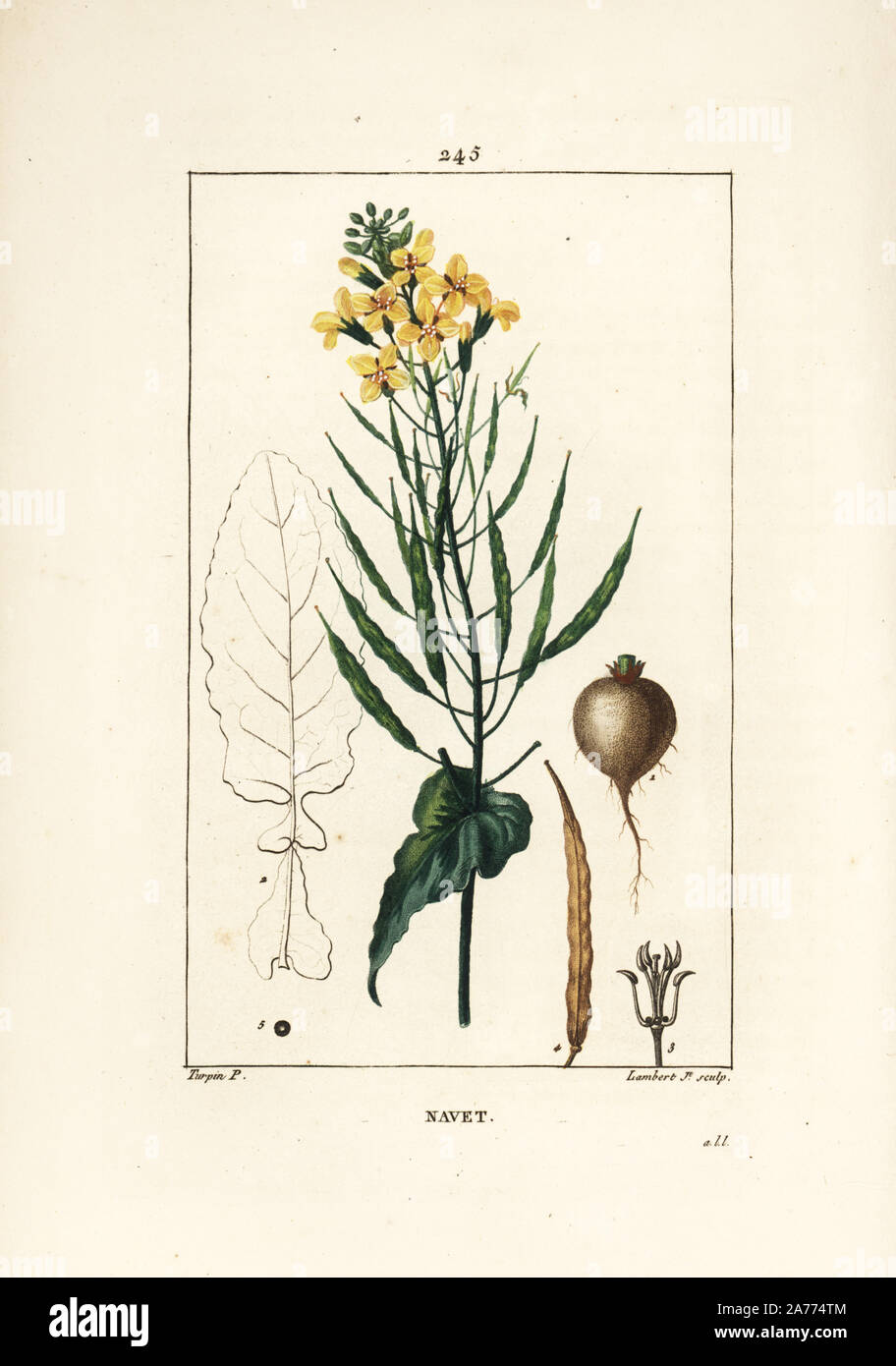 Raps oder Ölsaaten, Brassica napus, mit Blatt, Blüte und Wurzel. Papierkörbe Walze Kupferstich von Lambert Junior aus einer Zeichnung von Pierre Jean-Francois Turpin von Chaumeton, Poiret und Chamberet "La Flore Medicale", Paris, Panckoucke, 1830. Turpin (17751840) war eine der drei Giganten der Französischen botanische kunst der Ära neben Pierre Joseph Redoute und Pancrace Bessa. Stockfoto