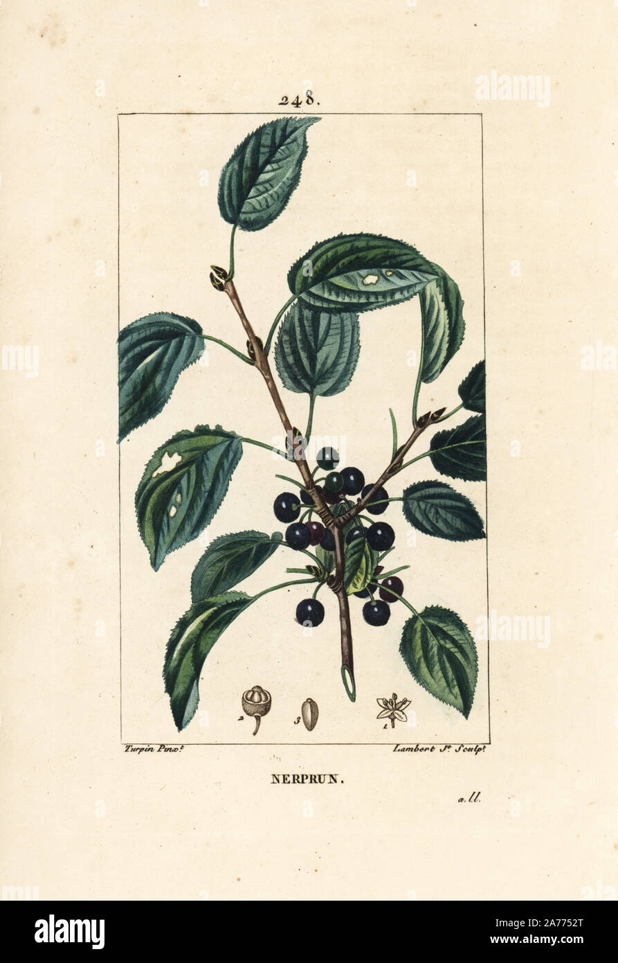 Sanddorn, Rhamnus cathartica bereinigen. Papierkörbe Walze Kupferstich von Lambert Junior aus einer Zeichnung von Pierre Jean-Francois Turpin von Chaumeton, Poiret und Chamberet "La Flore Medicale", Paris, Panckoucke, 1830. Turpin (17751840) war eine der drei Giganten der Französischen botanische kunst der Ära neben Pierre Joseph Redoute und Pancrace Bessa. Stockfoto