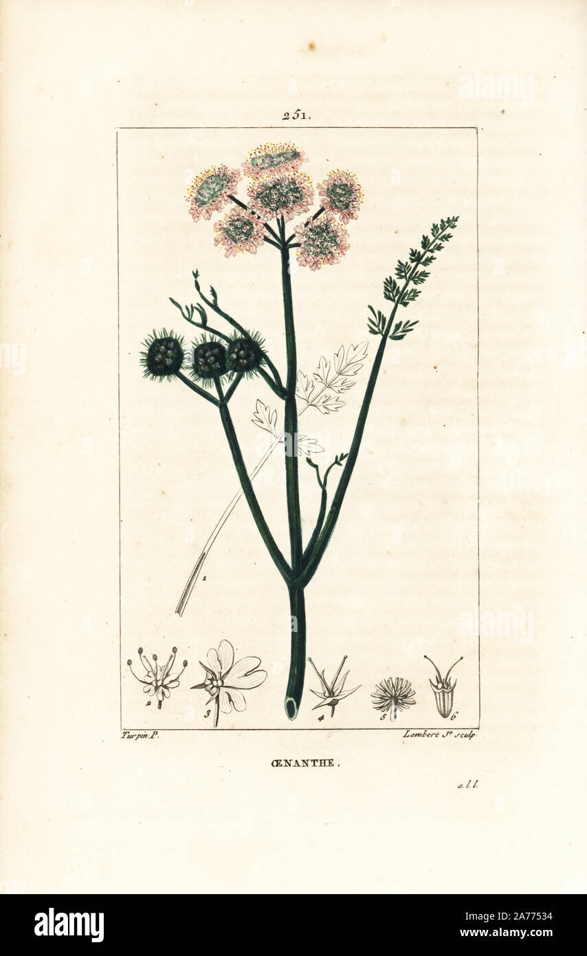 Fein-leaved Wasser dropwort, Oenanthe Aquatica. Papierkörbe Walze Kupferstich von Lambert Junior aus einer Zeichnung von Pierre Jean-Francois Turpin von Chaumeton, Poiret und Chamberet "La Flore Medicale", Paris, Panckoucke, 1830. Turpin (17751840) war eine der drei Giganten der Französischen botanische kunst der Ära neben Pierre Joseph Redoute und Pancrace Bessa. Stockfoto