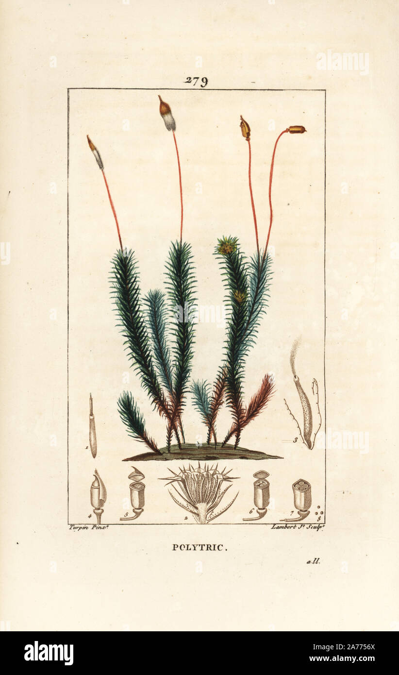 Common haircap Moss, Polytrichum commune. Papierkörbe Walze Kupferstich von Lambert Junior aus einer Zeichnung von Pierre Jean-Francois Turpin von Chaumeton, Poiret und Chamberet "La Flore Medicale", Paris, Panckoucke, 1830. Turpin (17751840) war eine der drei Giganten der Französischen botanische kunst der Ära neben Pierre Joseph Redoute und Pancrace Bessa. Stockfoto