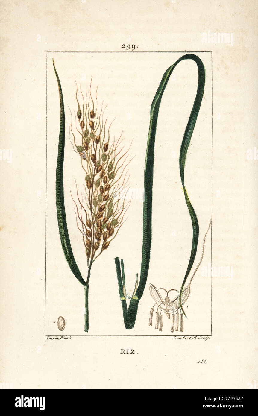 Reis, Oryza Sativa, mit Blatt, Samen und Stiel. Papierkörbe Walze Kupferstich von Lambert Junior aus einer Zeichnung von Pierre Jean-Francois Turpin von Chaumeton, Poiret und Chamberet "La Flore Medicale", Paris, Panckoucke, 1830. Turpin (17751840) war eine der drei Giganten der Französischen botanische kunst der Ära neben Pierre Joseph Redoute und Pancrace Bessa. Stockfoto